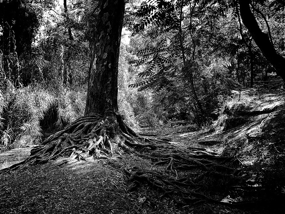 The Road Of Trees: Beautiful Photo Series By Antonis Giakoumakis