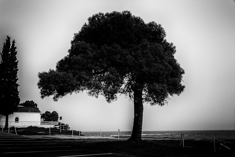 The Road Of Trees: Beautiful Photo Series By Antonis Giakoumakis