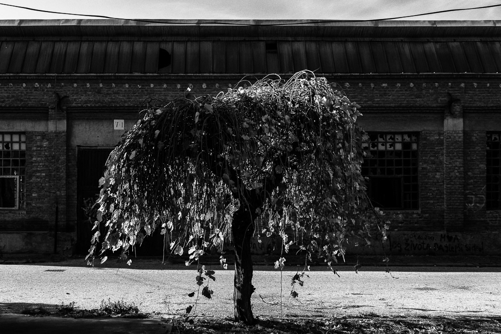 The Road Of Trees: Beautiful Photo Series By Antonis Giakoumakis