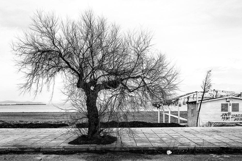 The Road Of Trees: Beautiful Photo Series By Antonis Giakoumakis