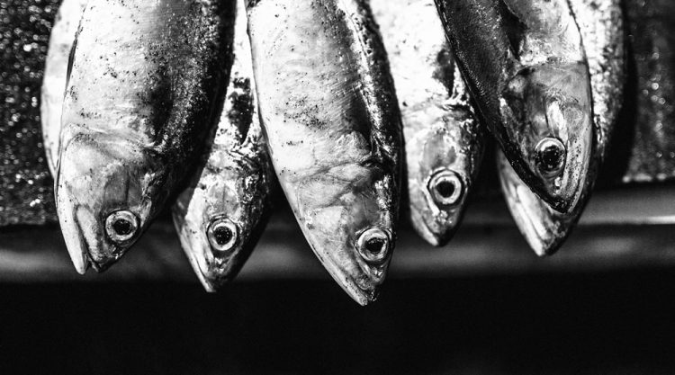 Malvan’s Bustling Fish Market: Photo Series by As Dnyaneshwar Vaidya