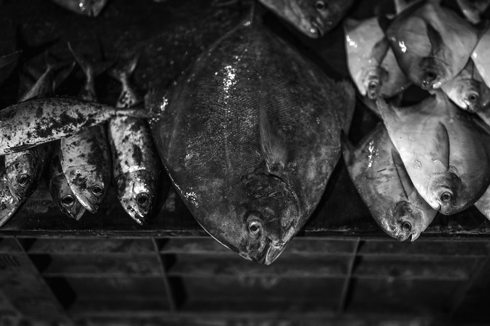 Malvan’s Bustling Fish Market: Photo Series by As Dnyaneshwar Vaidya