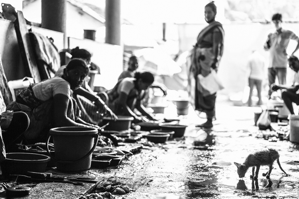 Malvan’s Bustling Fish Market: Photo Series by As Dnyaneshwar Vaidya