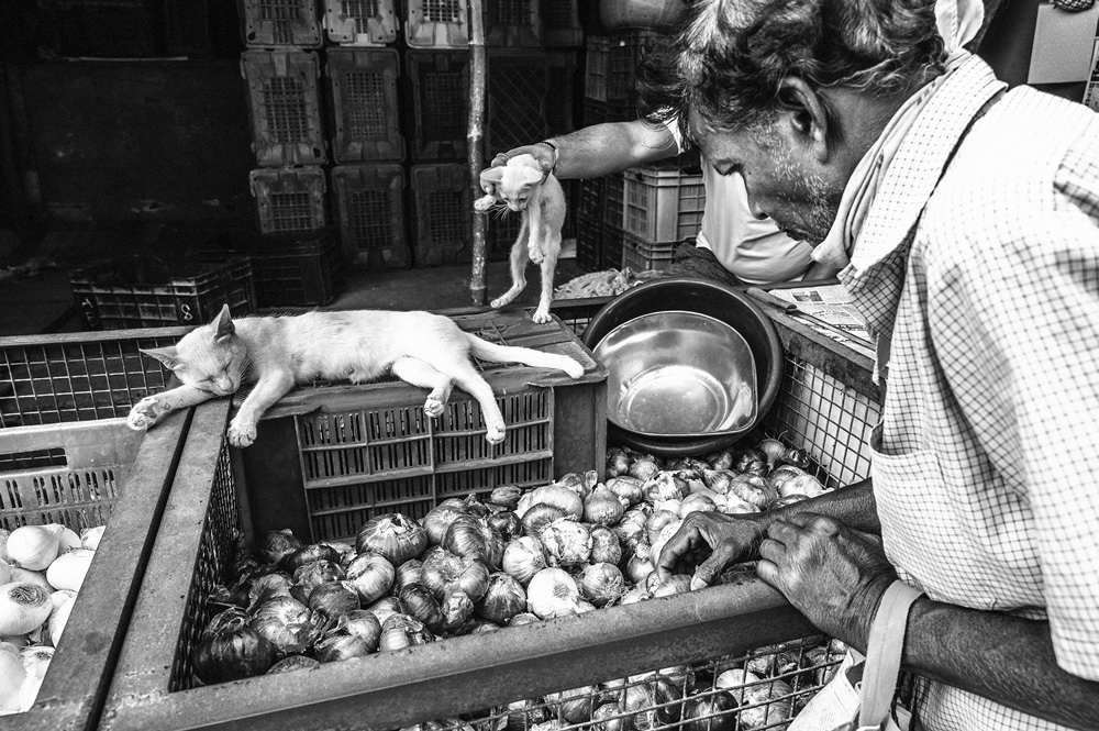 Malvan’s Bustling Fish Market: Photo Series by As Dnyaneshwar Vaidya