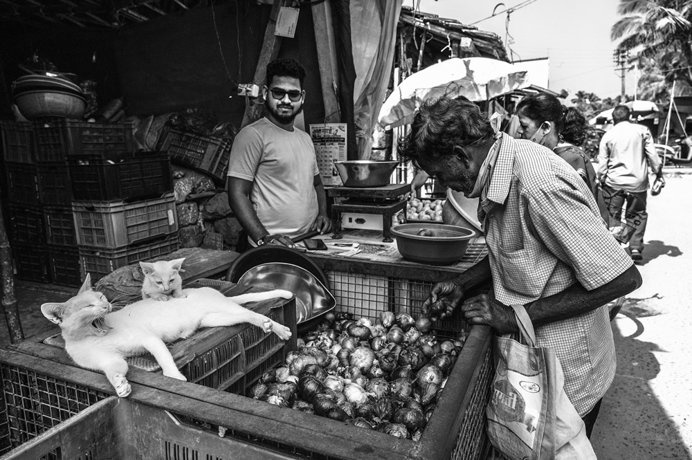 Malvan’s Bustling Fish Market: Photo Series by As Dnyaneshwar Vaidya