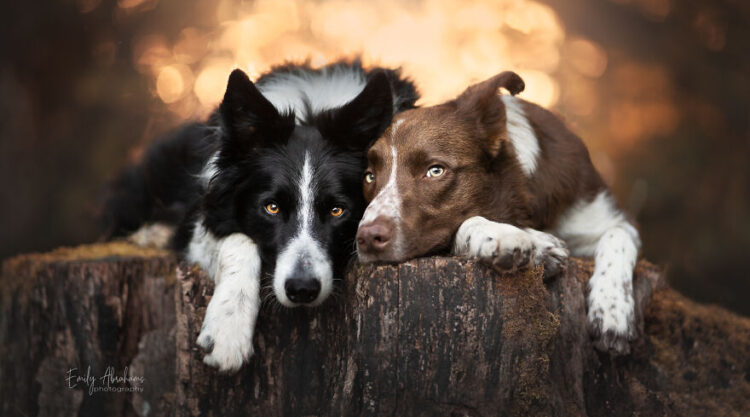 25 Stunning Photos Of My Two Border Collies By Emily Abrahams