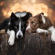 25 Stunning Photos Of My Two Border Collies By Emily Abrahams