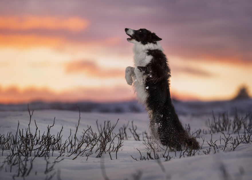 Stunning Photos Of My Two Border Collies By Emily Abrahams