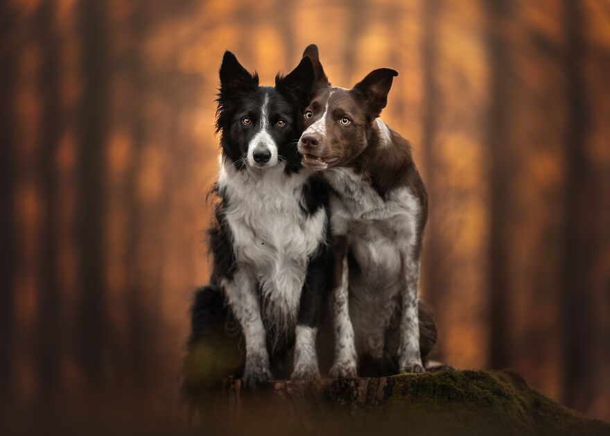 Stunning Photos Of My Two Border Collies By Emily Abrahams