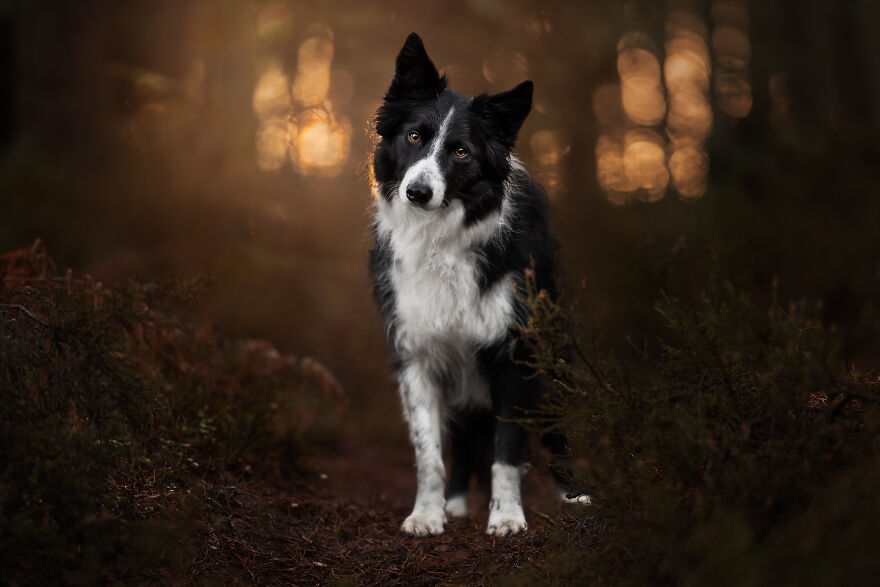 Stunning Photos Of My Two Border Collies By Emily Abrahams