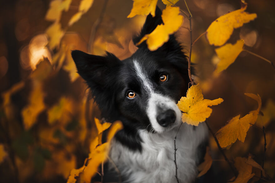 Stunning Photos Of My Two Border Collies By Emily Abrahams