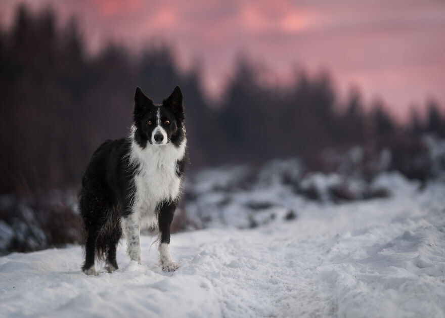 Stunning Photos Of My Two Border Collies By Emily Abrahams