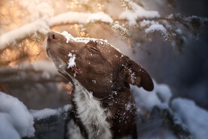 Stunning Photos Of My Two Border Collies By Emily Abrahams