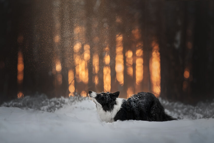 Stunning Photos Of My Two Border Collies By Emily Abrahams