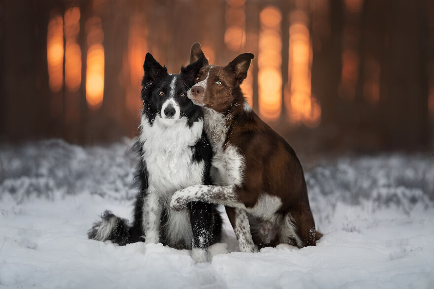 Stunning Photos Of My Two Border Collies By Emily Abrahams