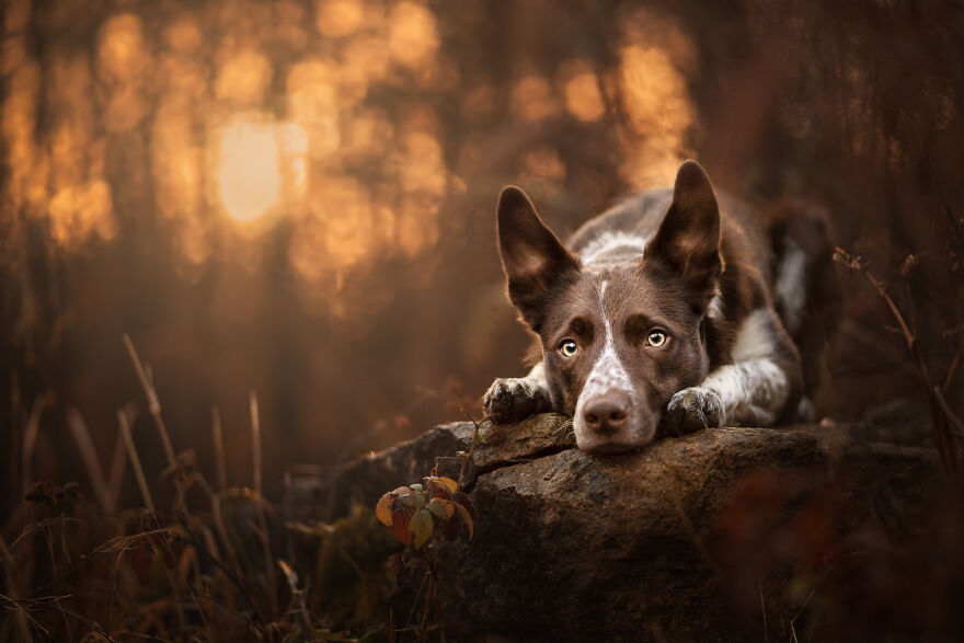 Stunning Photos Of My Two Border Collies By Emily Abrahams