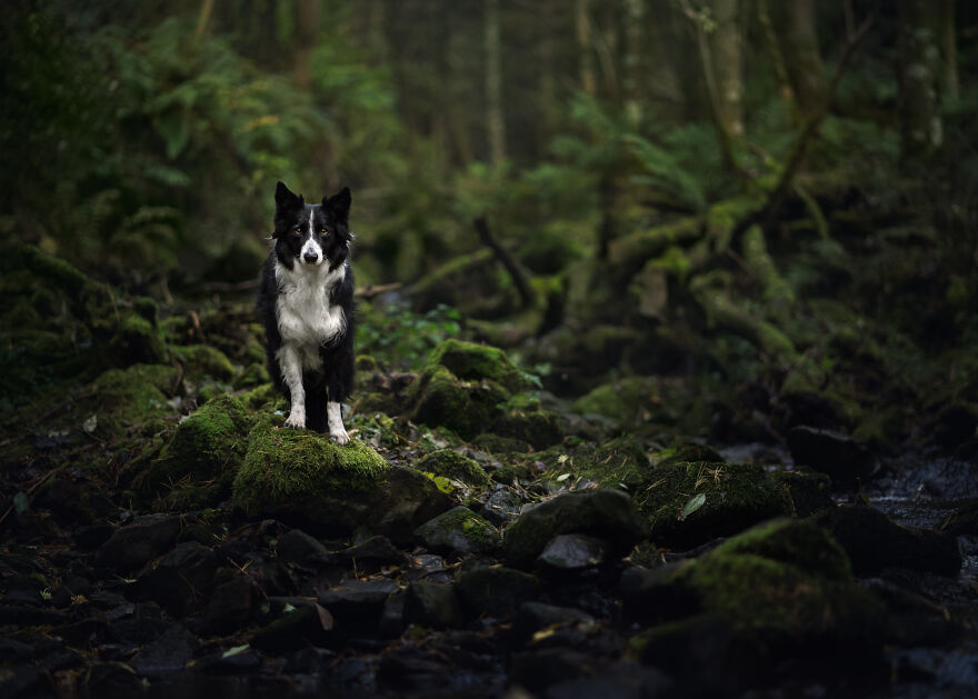 Stunning Photos Of My Two Border Collies By Emily Abrahams