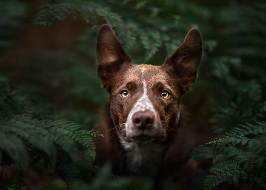 Stunning Photos Of My Two Border Collies By Emily Abrahams