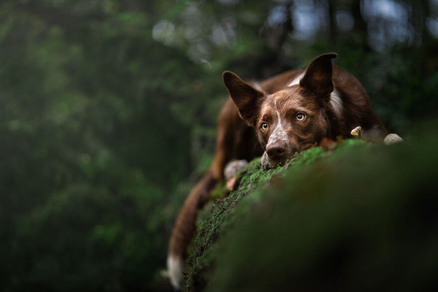 Stunning Photos Of My Two Border Collies By Emily Abrahams