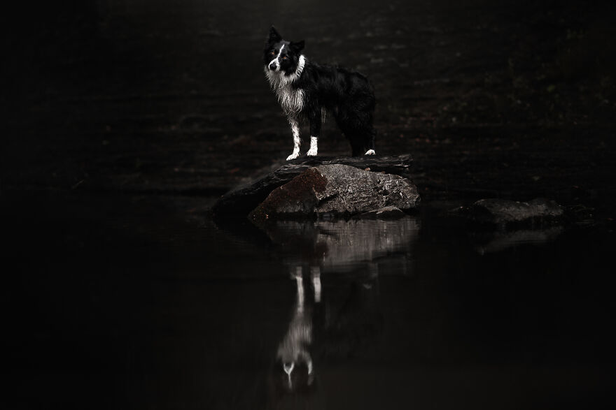 Stunning Photos Of My Two Border Collies By Emily Abrahams