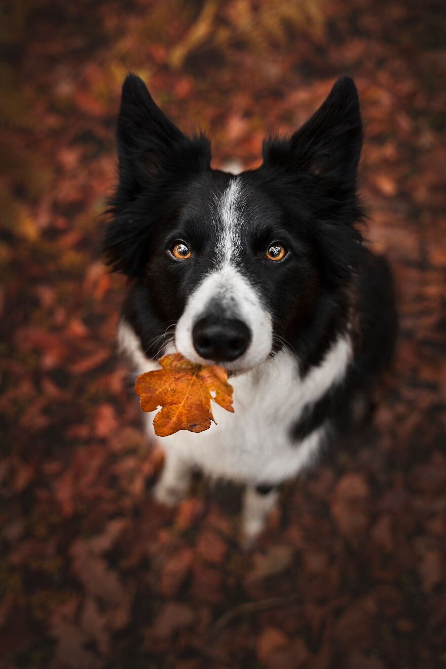 Stunning Photos Of My Two Border Collies By Emily Abrahams