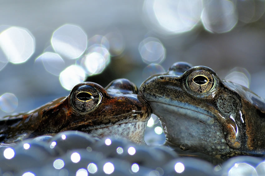 Winners of the 2020 World Nature Photography Awards