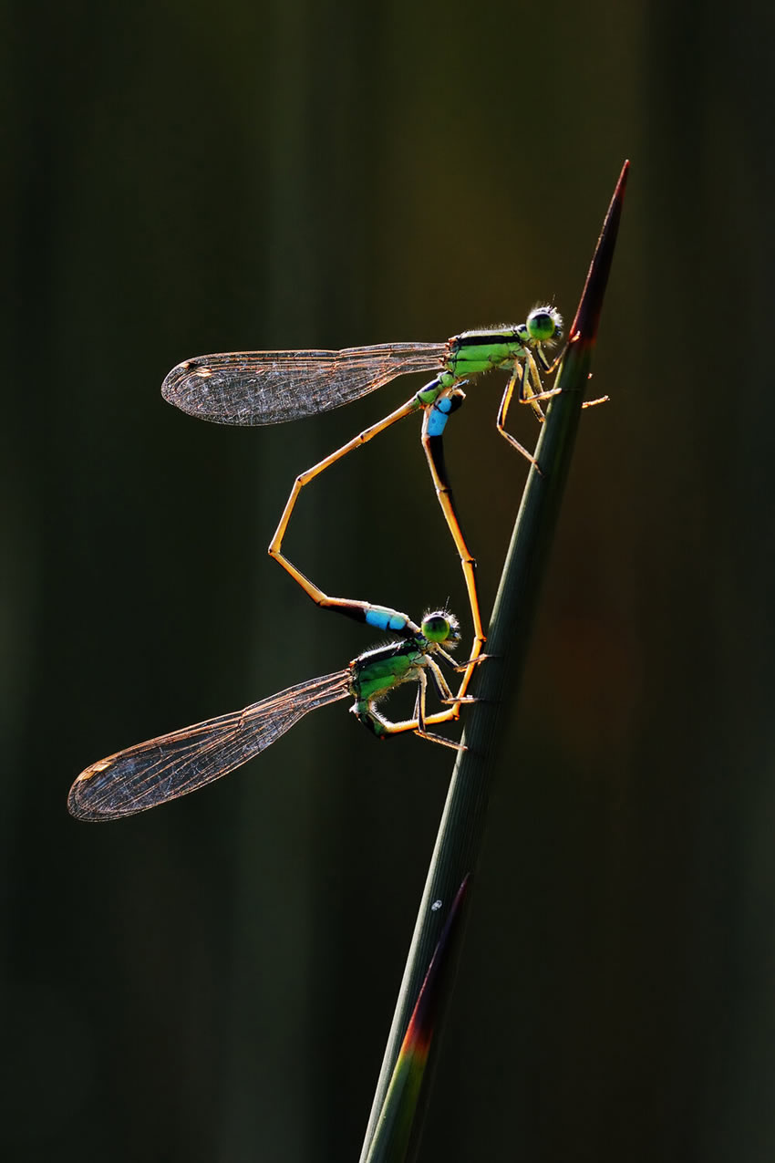 Winners of the 2020 World Nature Photography Awards