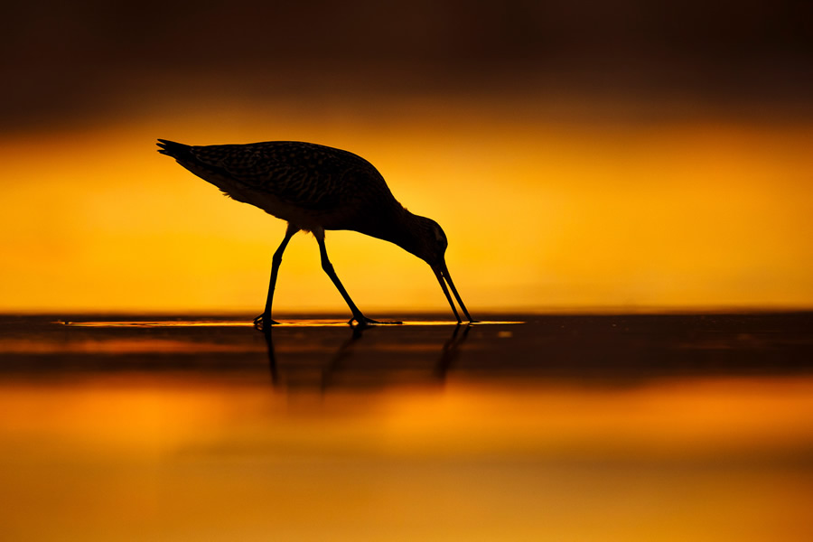 The Bird Photographer Of The Year 2021 Competition