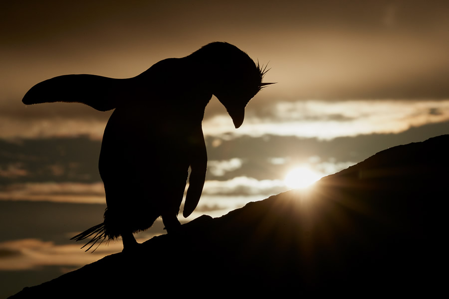 The Bird Photographer Of The Year 2021 Competition