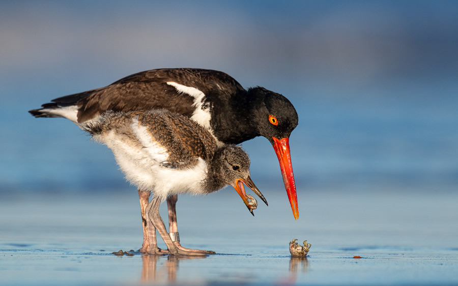 The Bird Photographer Of The Year 2021 Competition