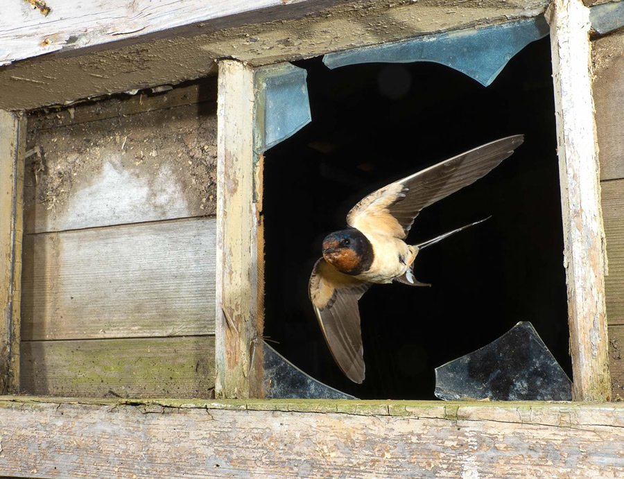 The Bird Photographer Of The Year 2021 Competition