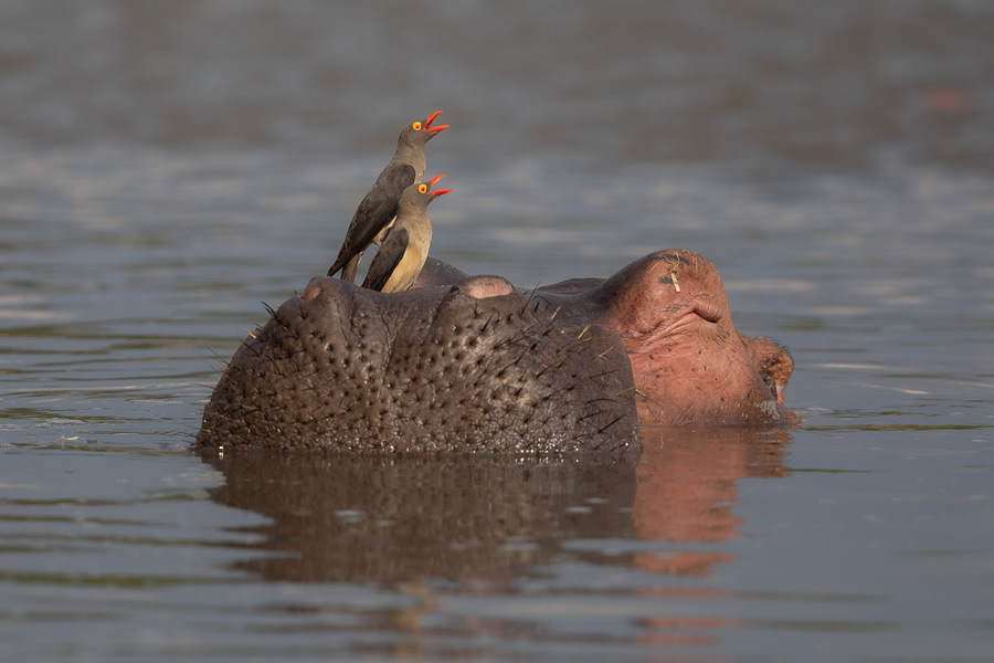 The Bird Photographer Of The Year 2021 Competition