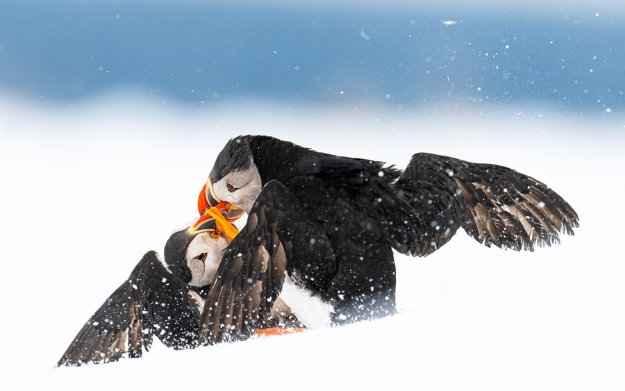 The Bird Photographer Of The Year 2021 Competition