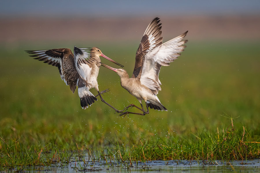 The Bird Photographer Of The Year 2021 Competition