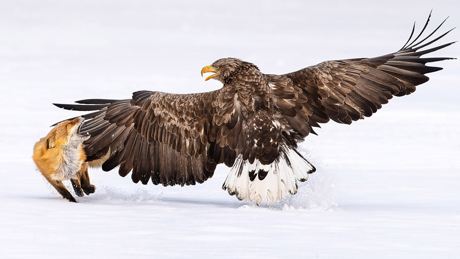 The Bird Photographer Of The Year 2021 Competition