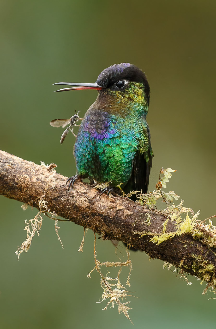 The Bird Photographer Of The Year 2021 Competition