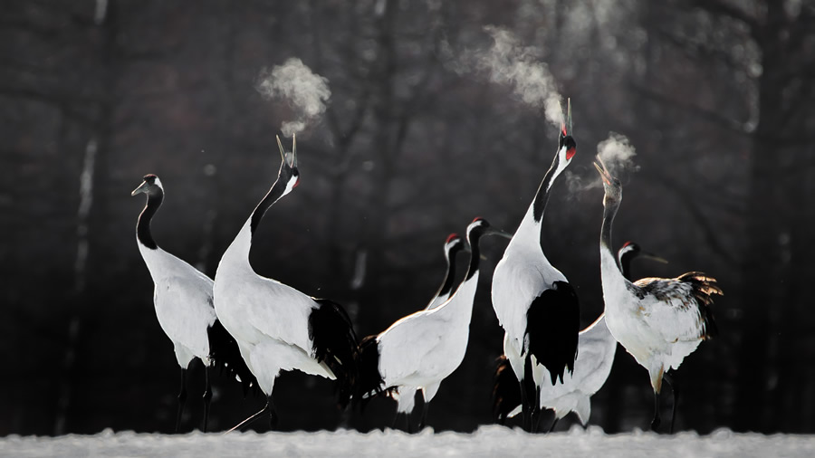 The Bird Photographer Of The Year 2021 Competition