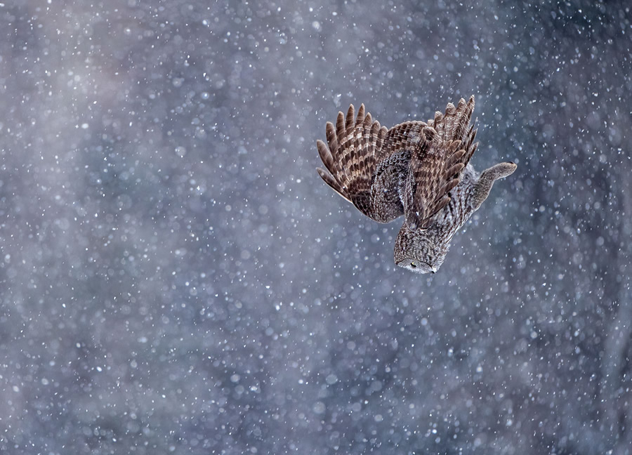 The Bird Photographer Of The Year 2021 Competition