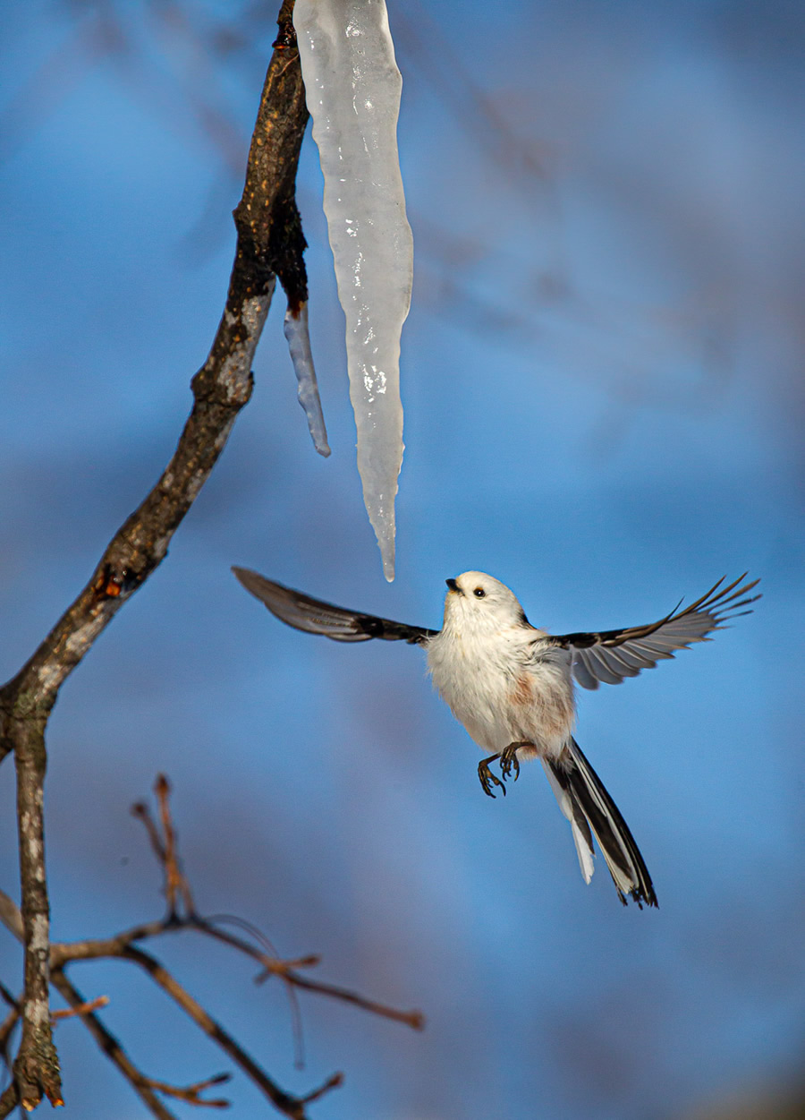 The Bird Photographer Of The Year 2021 Competition