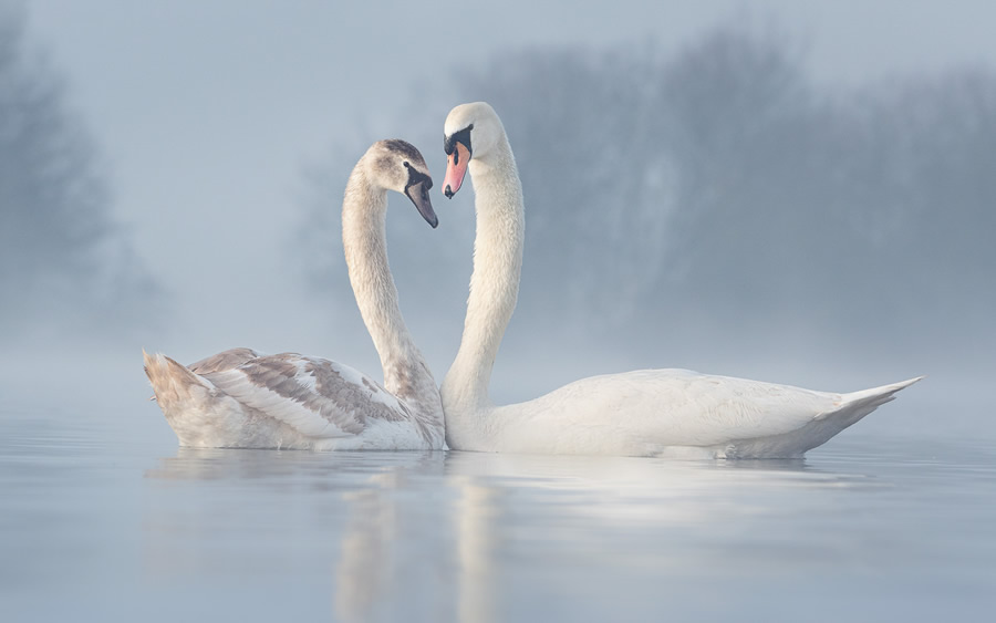 The Bird Photographer Of The Year 2021 Competition