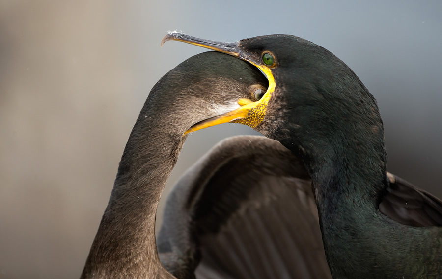 The Bird Photographer Of The Year 2021 Competition