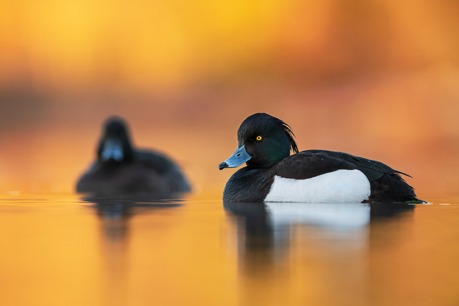 The Bird Photographer Of The Year 2021 Competition