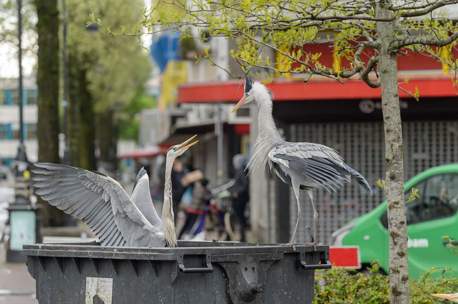 The Bird Photographer Of The Year 2021 Competition