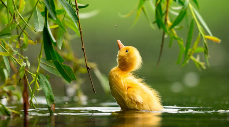 30 Finalists From The Bird Photographer Of The Year 2021 Competition