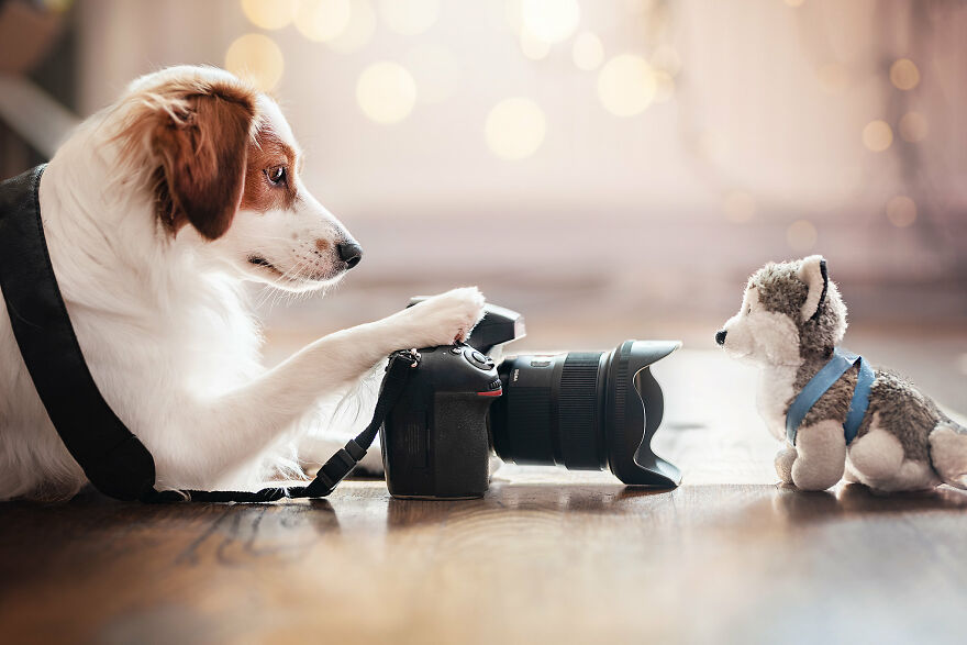 Beautiful Photos Of The Dogs At Home During The Lockdown By Ria Putzker