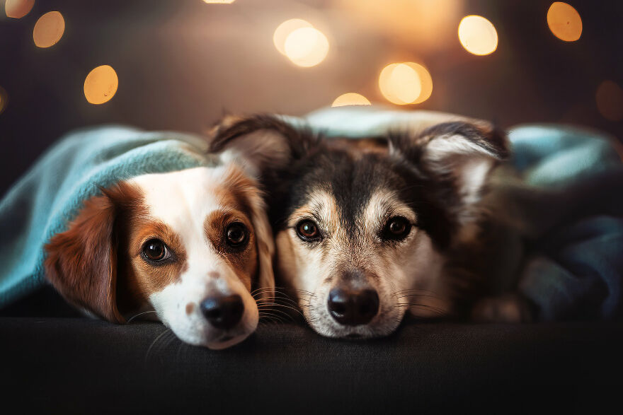 Beautiful Photos Of The Dogs At Home During The Lockdown By Ria Putzker