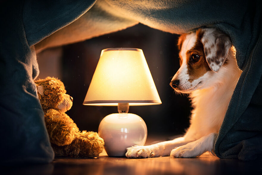 Beautiful Photos Of The Dogs At Home During The Lockdown By Ria Putzker