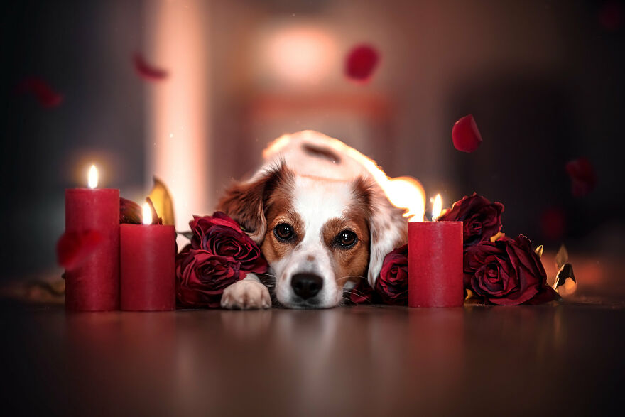 Beautiful Photos Of The Dogs At Home During The Lockdown By Ria Putzker