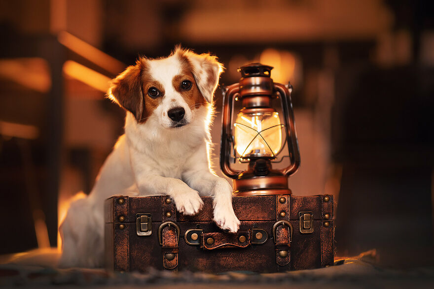 Beautiful Photos Of The Dogs At Home During The Lockdown By Ria Putzker