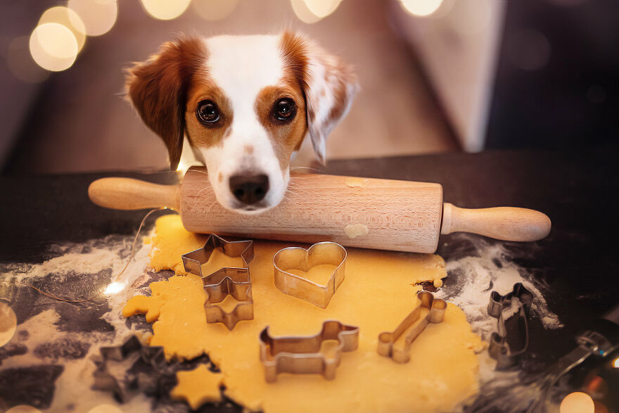 Beautiful Photos Of The Dogs At Home During The Lockdown By Ria Putzker